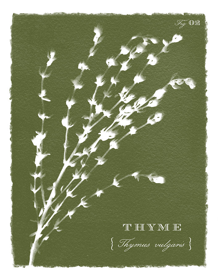 Sunprinted Herbs in Green - Thyme - Art by Jen Montgomery Painting by Jen Montgomery