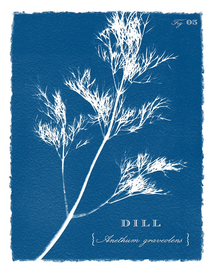 Sunprinted Herbs in Indigo - Dill - Art by Jen Montgomery Painting by Jen Montgomery