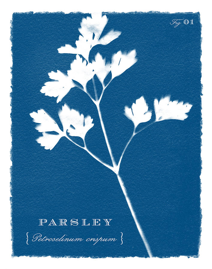 Sunprinted Herbs in Indigo - Parsley - Art by Jen Montgomery Painting by Jen Montgomery