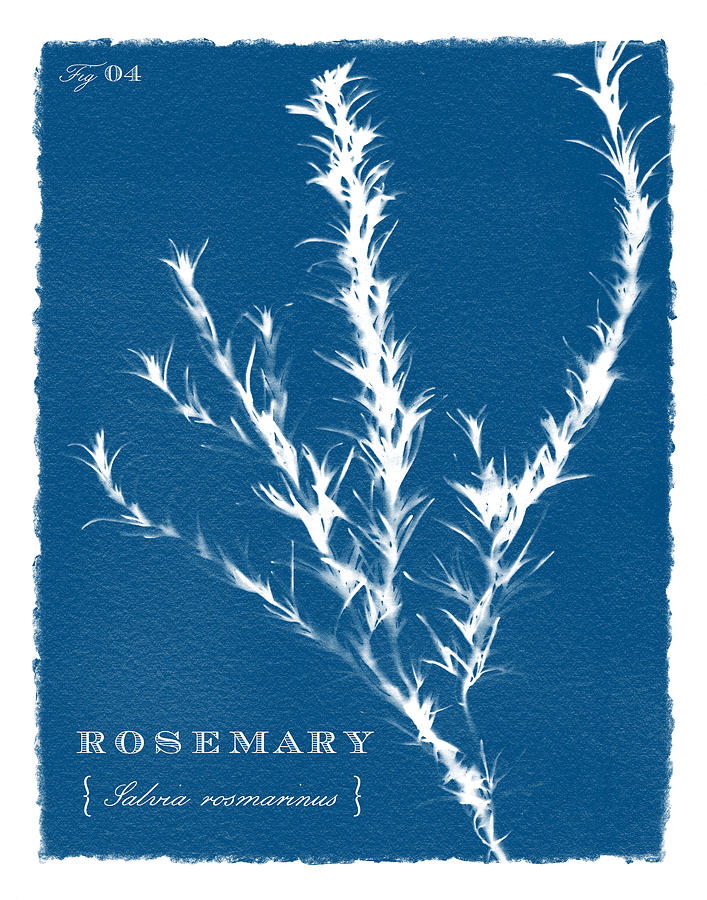 Sunprinted Herbs in Indigo - Rosemary - Art by Jen Montgomery Painting by Jen Montgomery