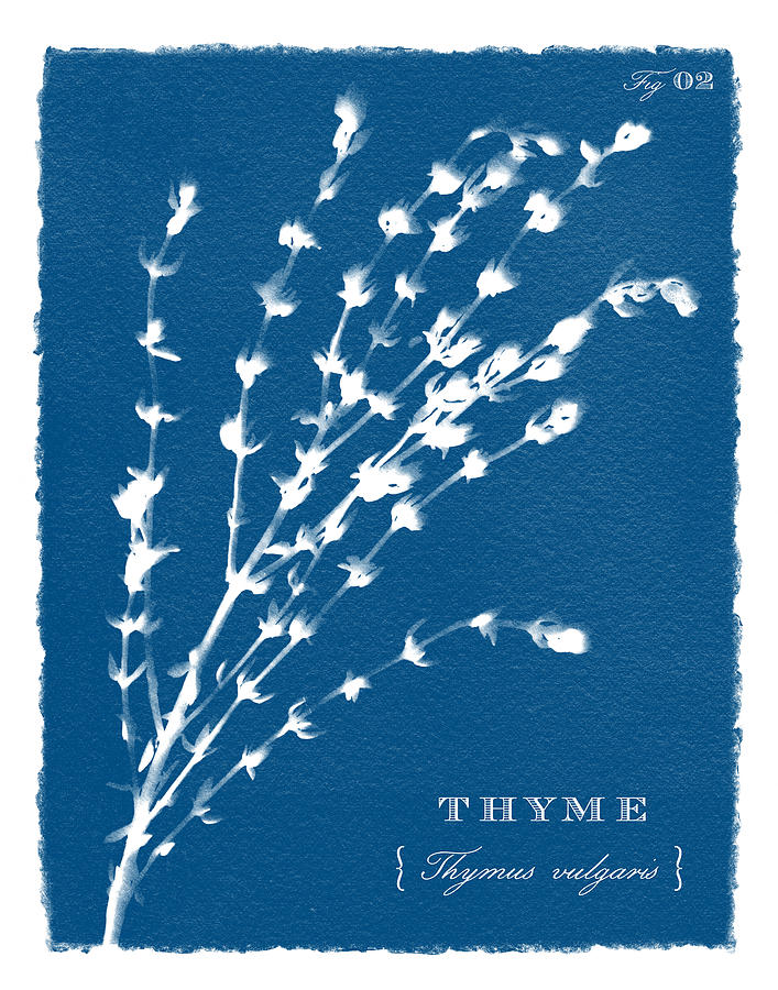 Sunprinted Herbs in Indigo - Thyme - Art by Jen Montgomery Painting by Jen Montgomery