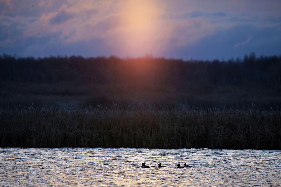 Sunray Ducks Photograph by Brook Burling