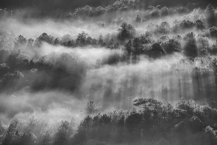 Sunray in pine forest Photograph by Thang Tat Nguyen
