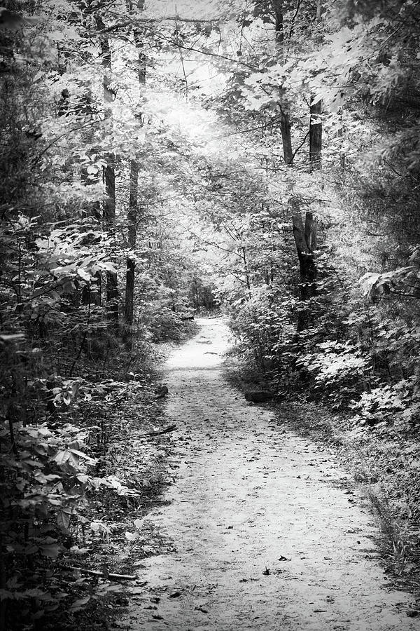 Sunrays along the Trail in Black and White Photograph by Debra and Dave Vanderlaan
