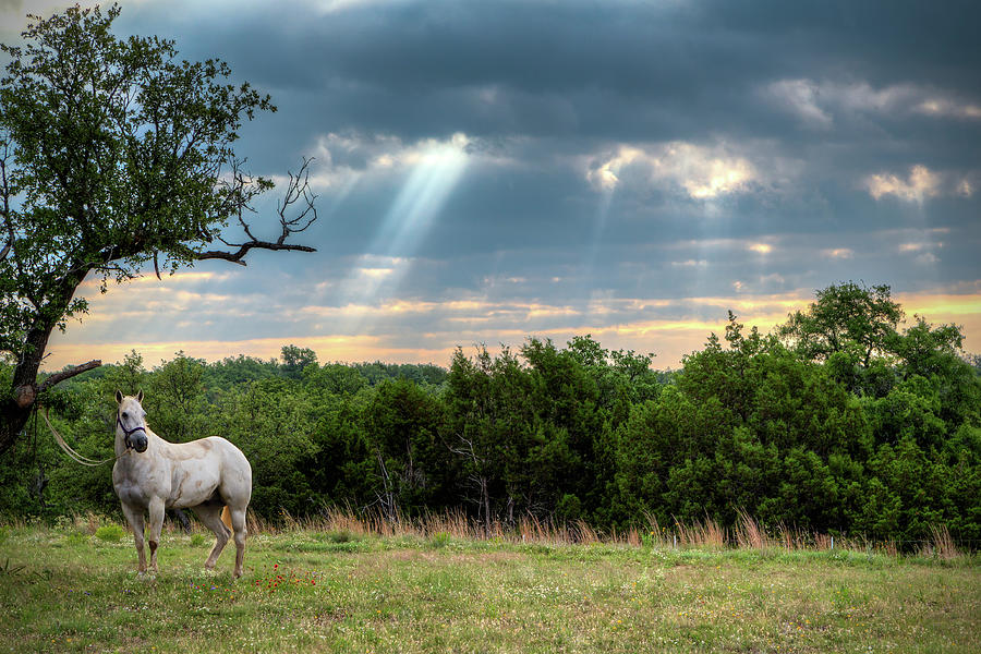 Sunrays and Horse 2 Photograph by HawkEye Media
