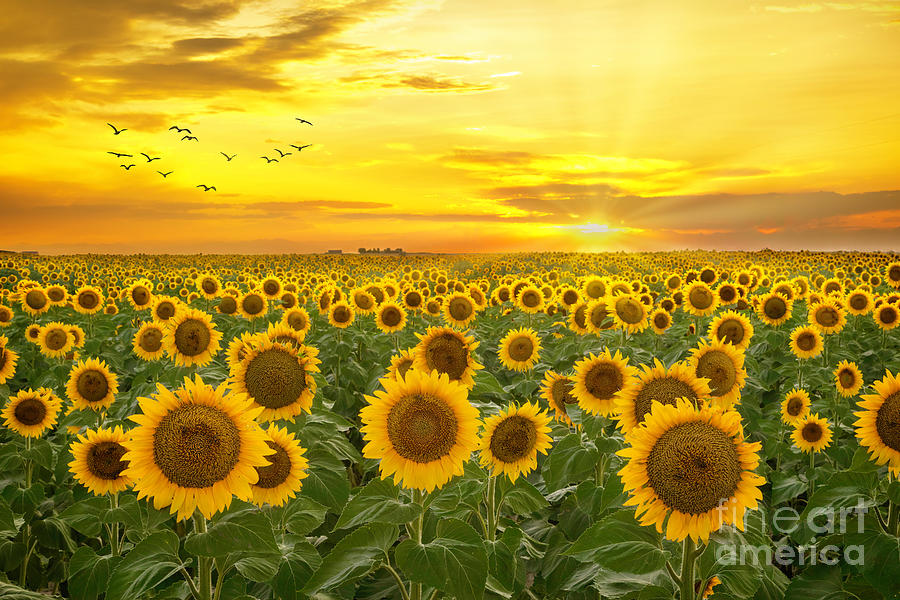 Sunrays And Sunflowers Photograph