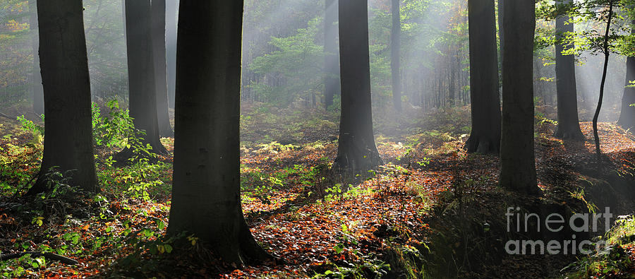 Sunrays In Autumn Forest Photograph