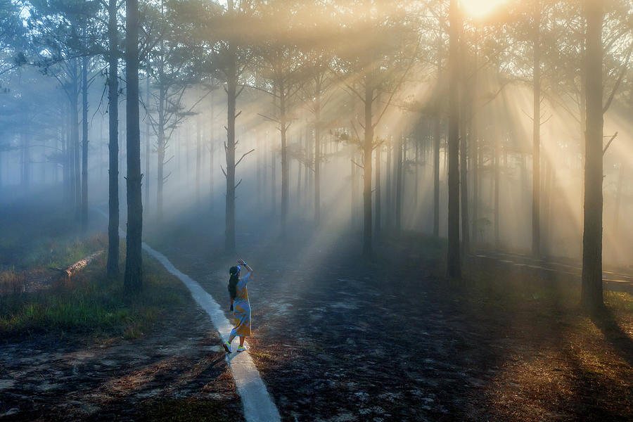 Sunrays in the pine forest Photograph by Khanh Bui Phu