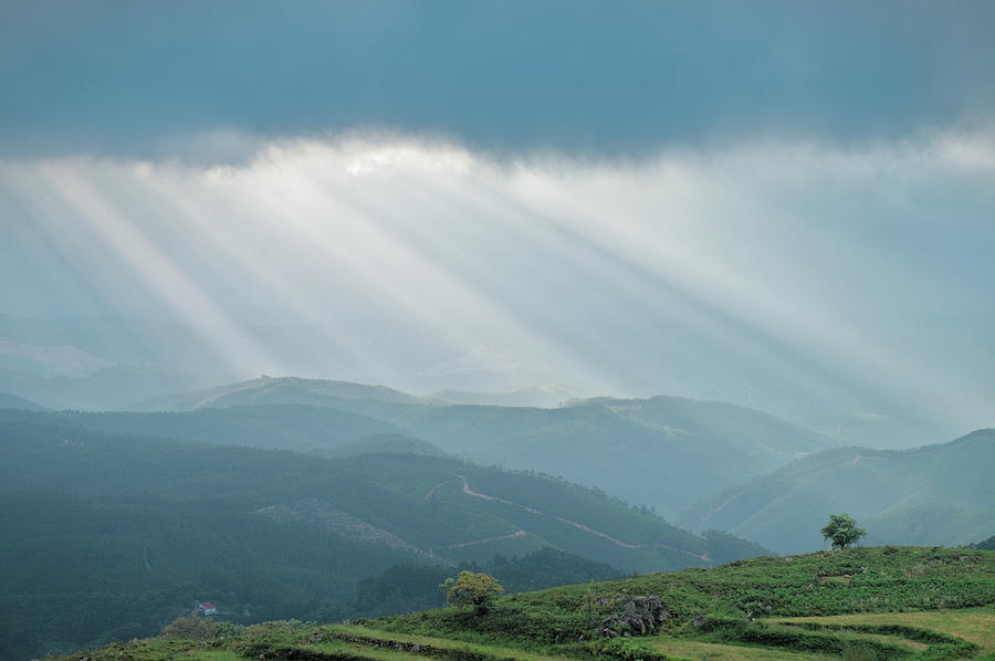 Sunrays over little trees in Monchique Photograph by Angelo DeVal