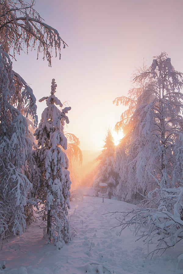 Sunrays passing through the winter forest Photograph by Vaclav Sonnek