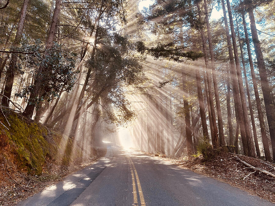 Sunrays in Forest Photograph by SC Heffner