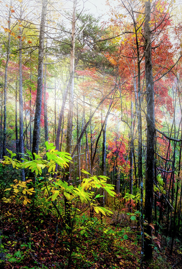 Sunrays through the Forest Photograph by Debra and Dave Vanderlaan