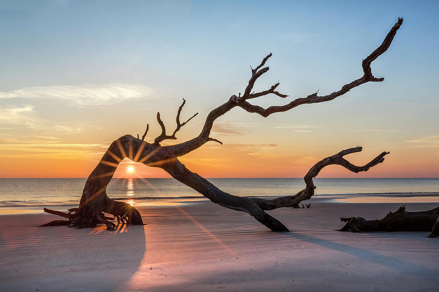 Sunrays through the Old Oak Tree Driftwood Beach Photograph by Debra and Dave Vanderlaan
