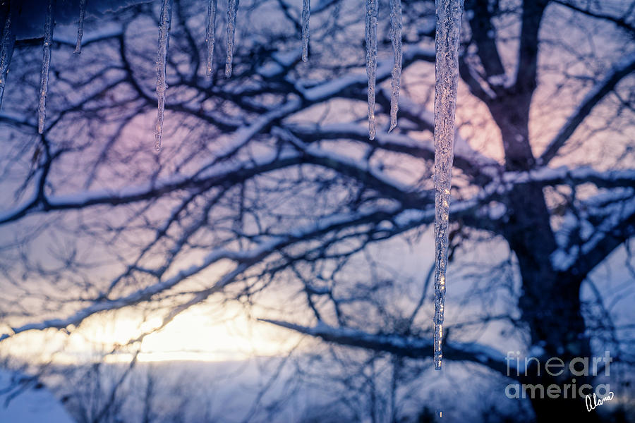 Sunrise and Ice Icicles Photograph by Alana Ranney