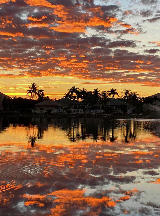 Sunrise and Palms Reflection Photograph by David T Wilkinson