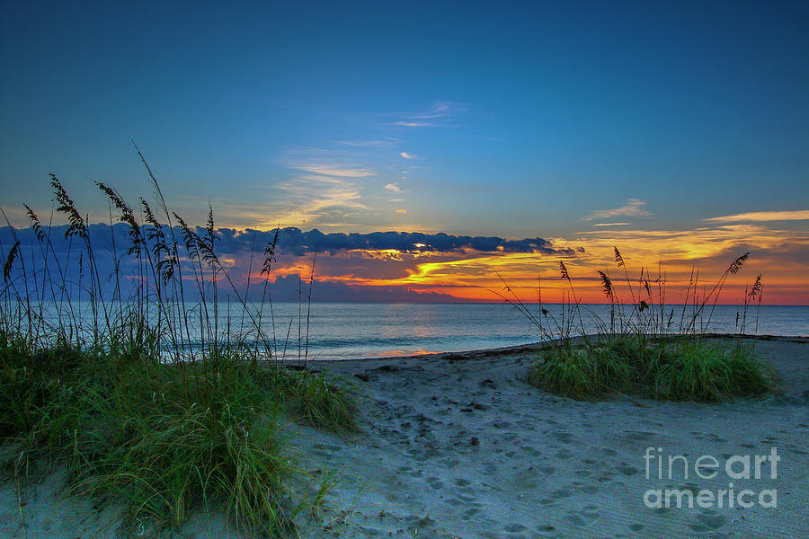 Sunrise and Sea Oats Photograph by Tom Claud