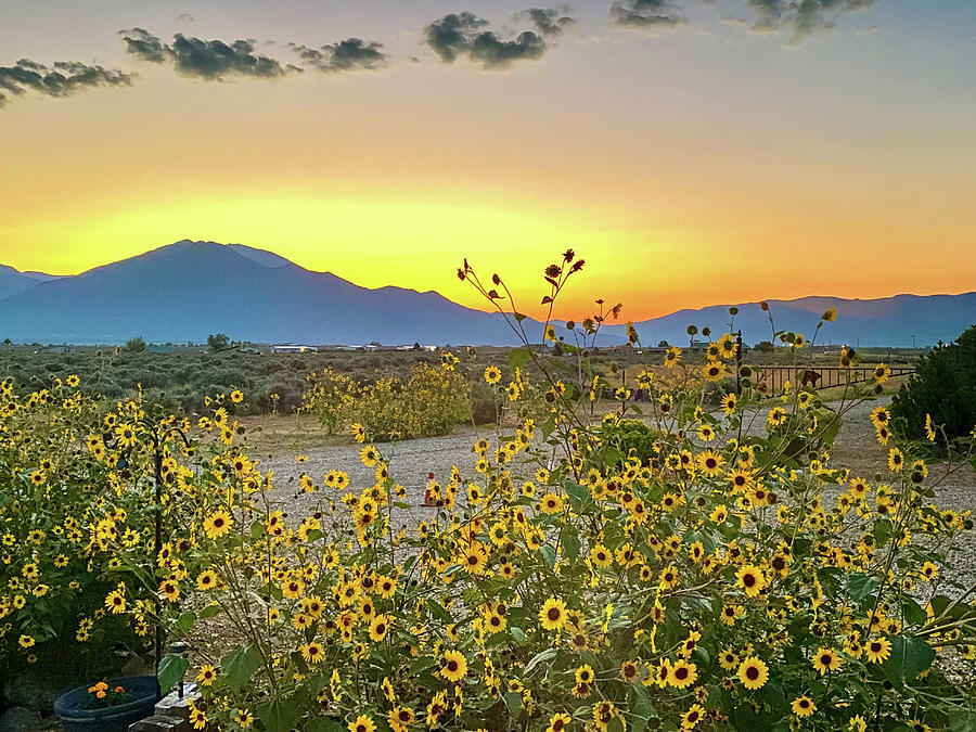 Sunrise and Sunflowers in New Mexico Photograph by Debra Martz
