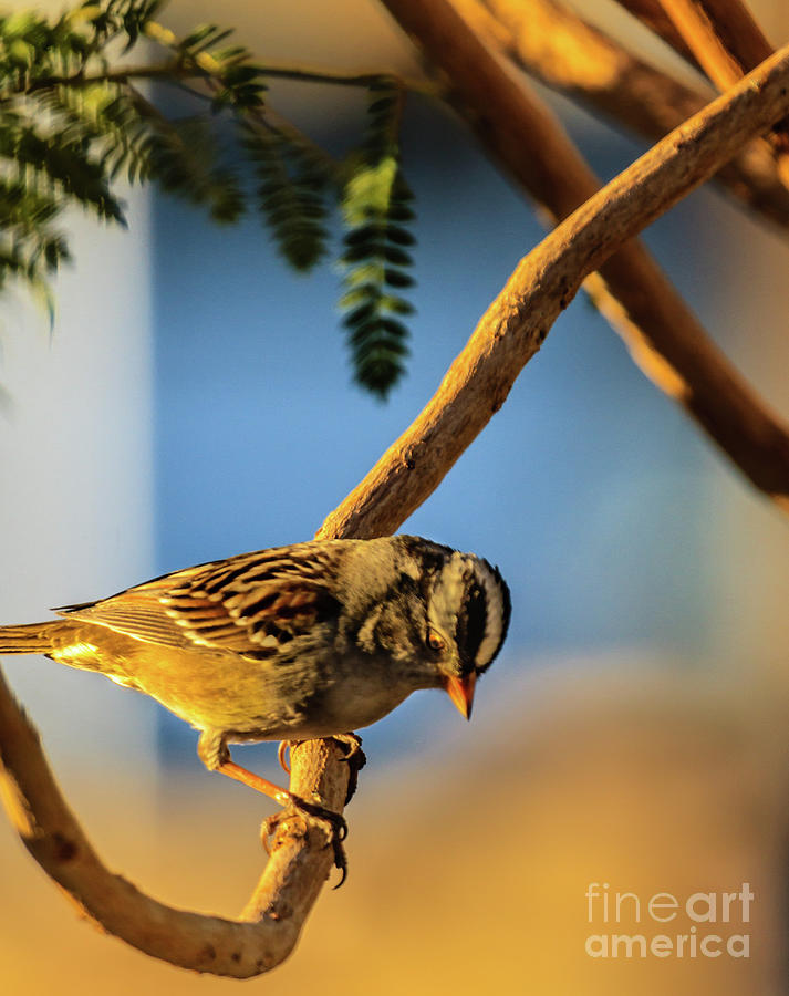 Bird Photograph - Sunrise And White Crown Sparrow by Robert Bales