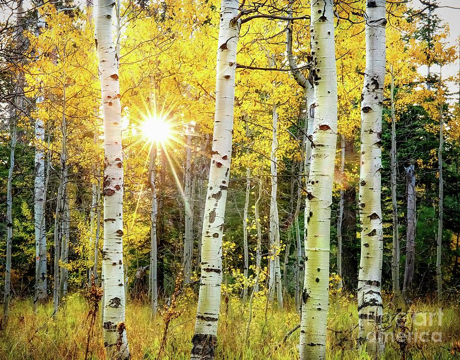 Sunrise and Yellow Aspens Photograph by Leslie Wells