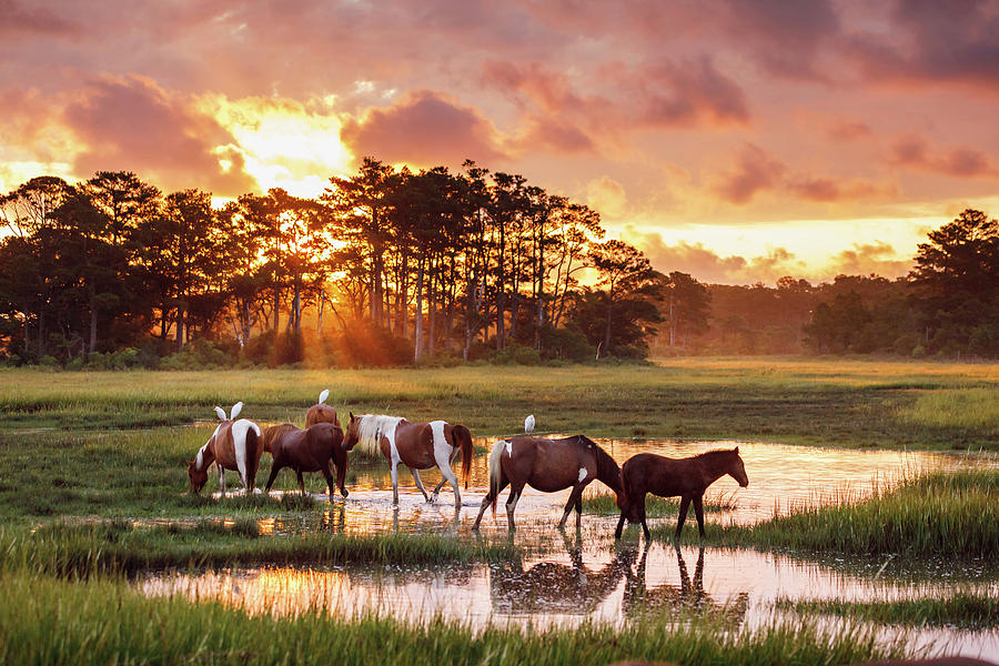 Horse Photograph - Sunrise At Chincoteague by Shelley Paulson Horse Photograph - Sunrise At Chincoteague by Shelley Paulson