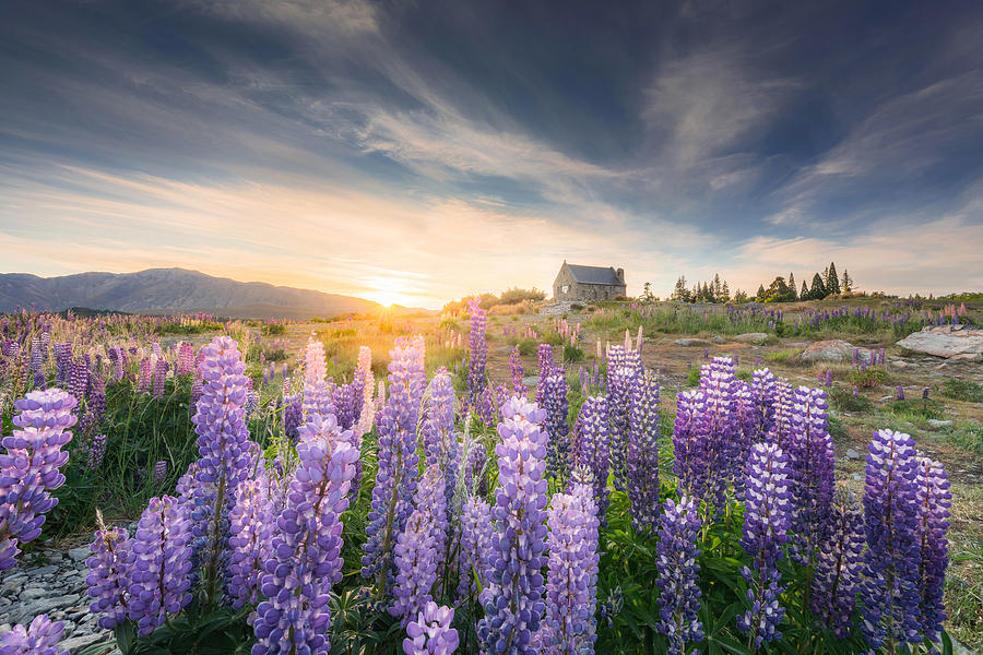 Sunrise at Church of the Good Shepherd with blooming lupine in Lake Tekapo in New Zealand. Photograph by Beerpixs