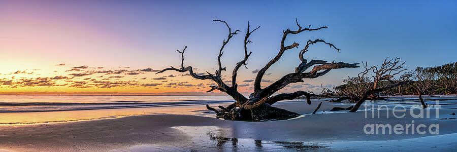 Sunrise at Driftwood Beach Pano at Jekyll Island Photograph by Bee Creek Photography - Tod and Cynthia