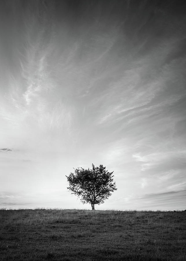  Sunrise Beautiful Tree Mississippi Black And White Photograph by Jordan Hill