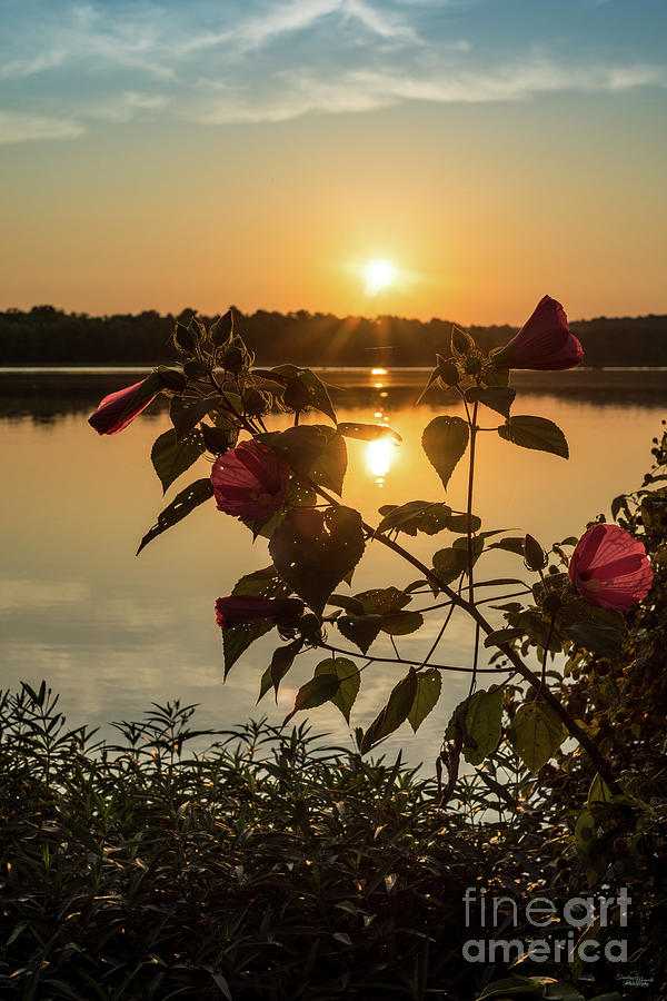Sunrise Behind Hibiscus Flowers Photograph by Jennifer White
