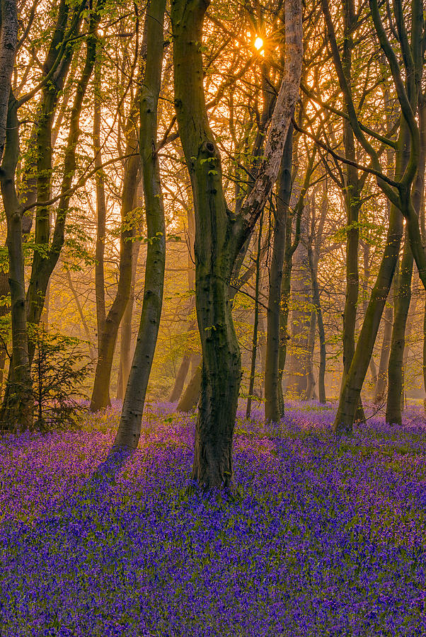 Sunrise Between Bluebells In Chalet Wood Photograph