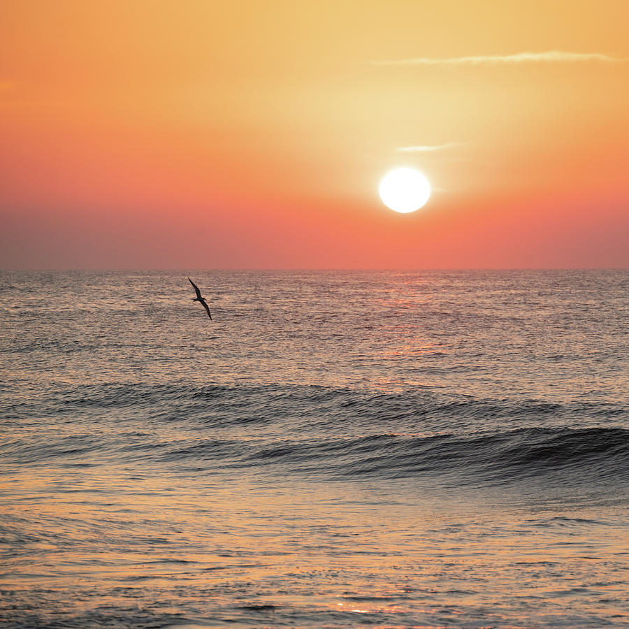 Sunrise Bird over the Ocean Photograph by Matthew DeGrushe