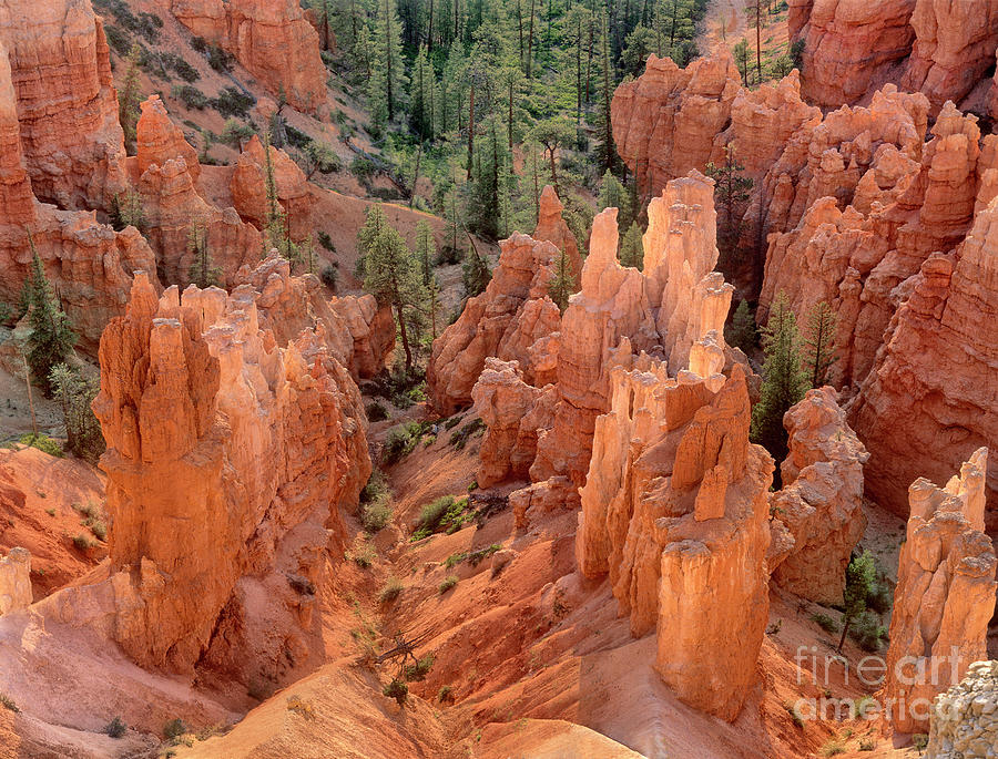 Sunrise Brightens Hoodoos Agua Canyon Bryce Canynon National Par Photograph by Dave Welling