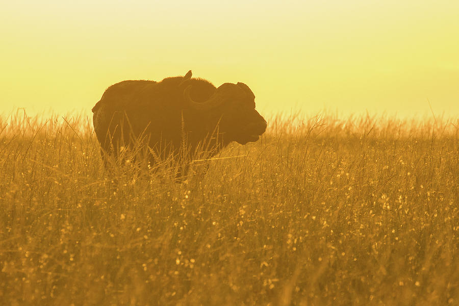 Sunrise Buffalo Photograph by Wendy Cooper