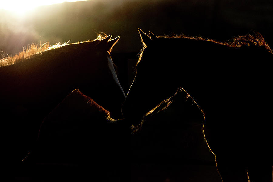 Horse Digital Art - Sunrise Companions by Nicole Wilde