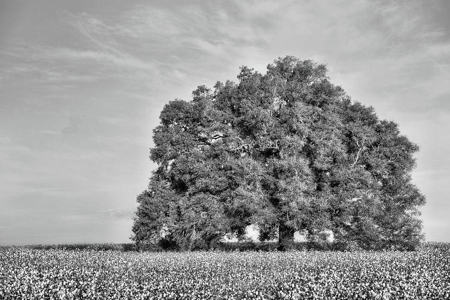 Sunrise Cotton Black and White Photograph by JC Findley