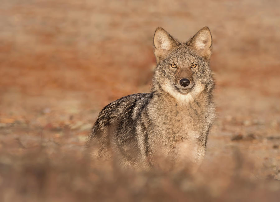 Sunrise Coyote Photograph By Sarah Devlin Fine Art America