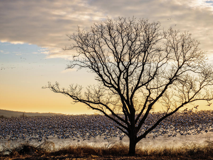 Sunrise Flight Photograph by David Stackhouse - Fine Art America