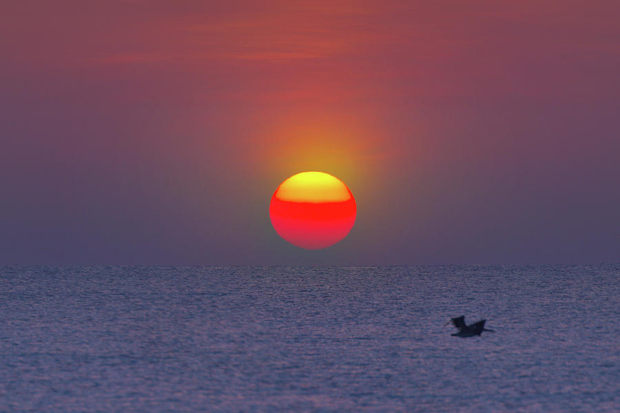 Sunrise Flight Photograph by Mark Andrew Thomas