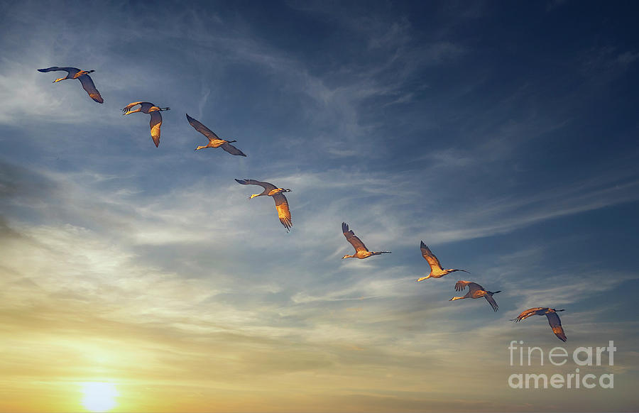 Sunrise Flight of Sandhill Cranes Photograph by Priscilla Burgers