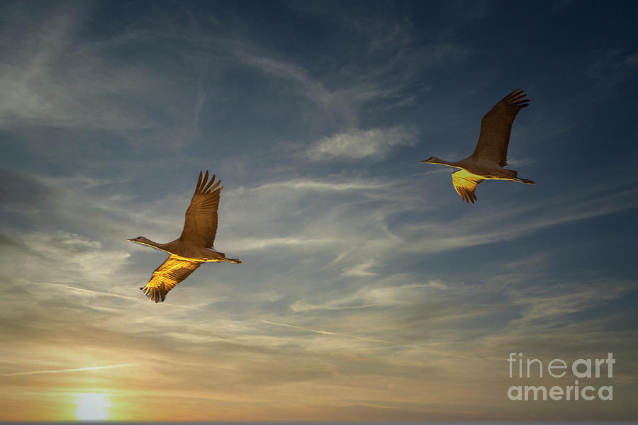 Sunrise Flight of the Sandhill Cranes Photograph by Priscilla Burgers