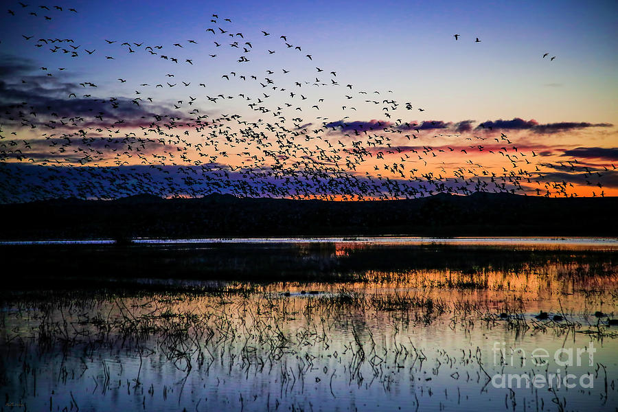Bird Photograph - Sunrise Flight by Phyllis Webster