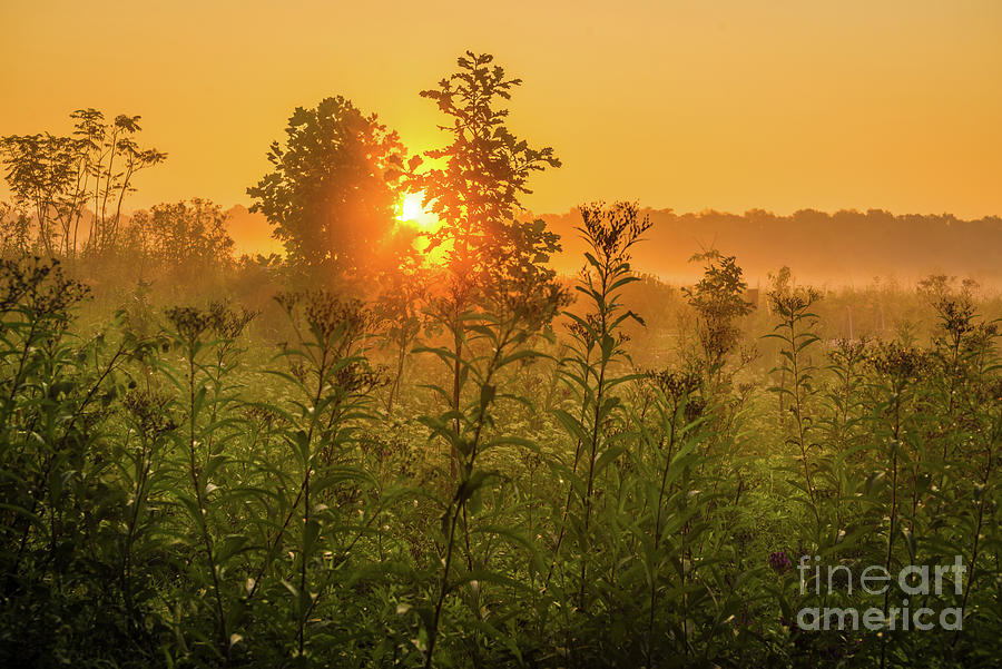 Sunrise Fog - Beckley Creek Park - Kentucky Photograph by Gary Whitton