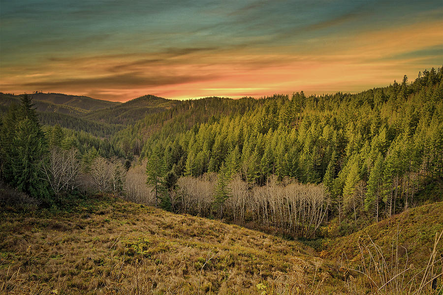 Sunrise Forest Photograph by Bill Posner