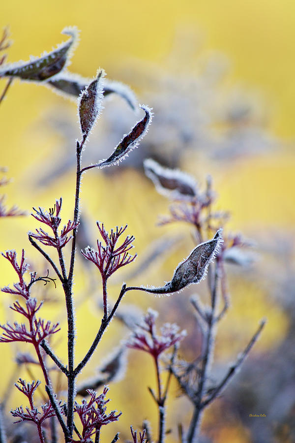 Sunrise Frost Photograph by Christina Rollo
