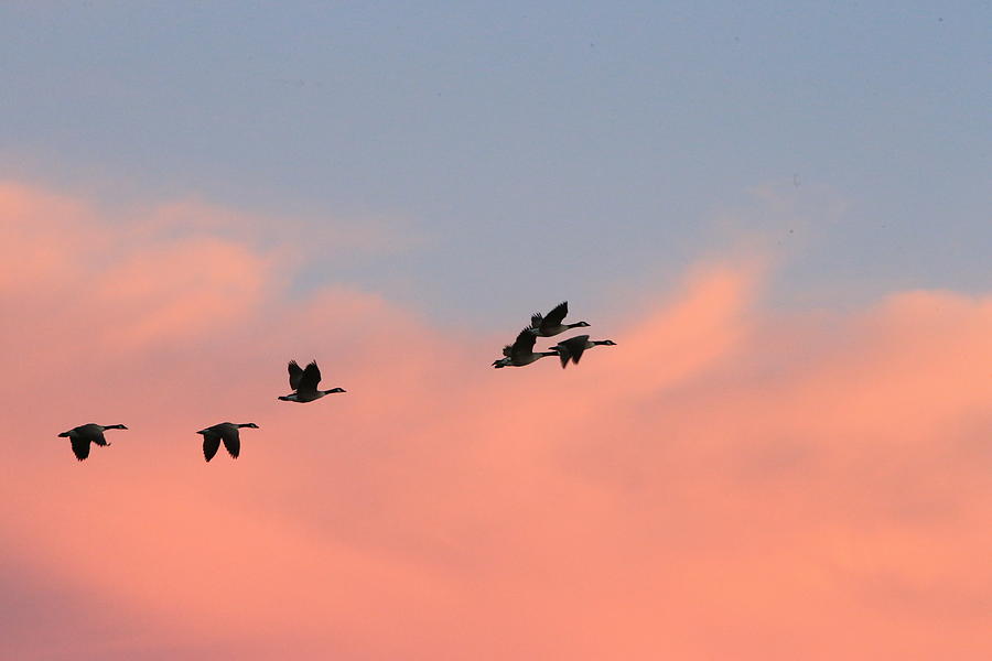 Sunrise Geese Photograph