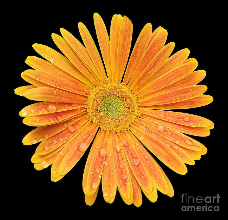 Sunrise Gerbera Daise Photograph by Donna Brown