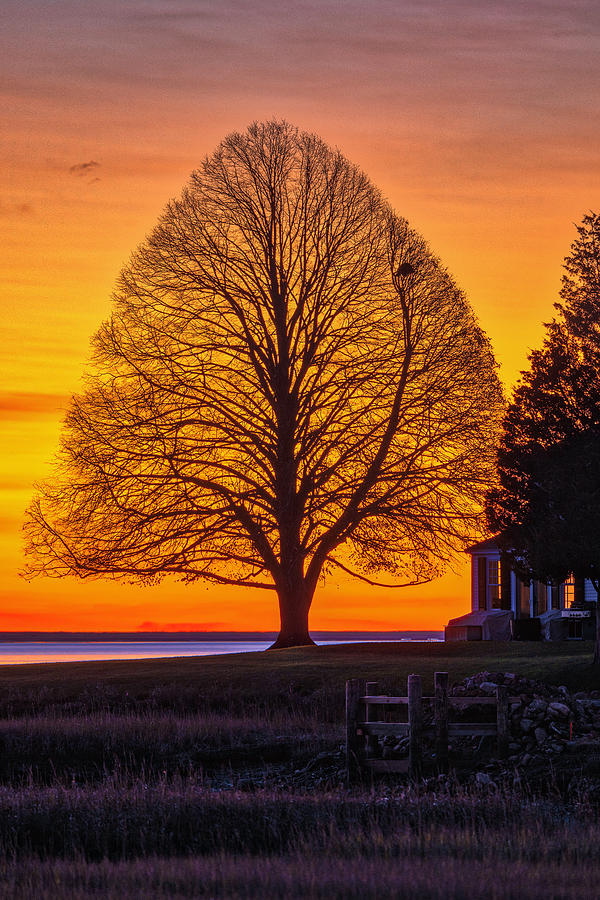 Sunrise Gift for Tree Lovers Photograph by Juergen Roth