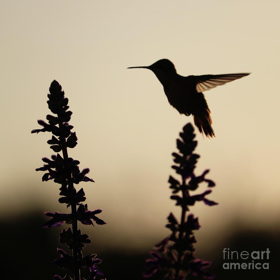 Sunrise Hummingbird Silhouette Photograph by Carol Groenen