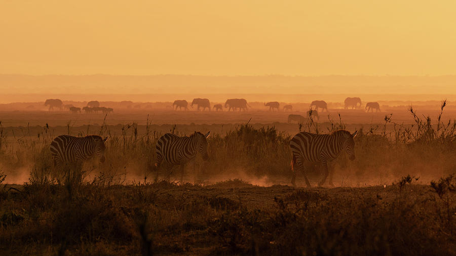 Sunrise in Amboseli #1 Photograph by Ewa Jermakowicz
