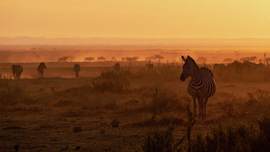 Sunrise in Amboseli #3 Photograph by Ewa Jermakowicz