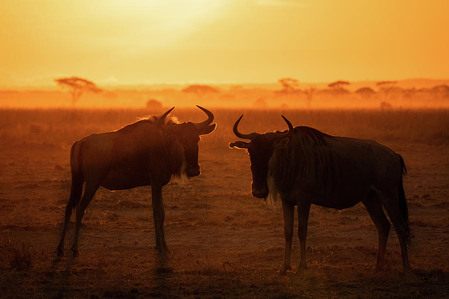 Sunrise in Amboseli #4 Photograph by Ewa Jermakowicz